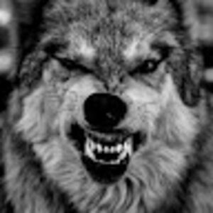 Meet your Posher, Donald